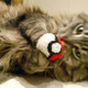 Illustration for article titled Your Cat emNeeds/em Tiny Little Nintendo Hats, OK?